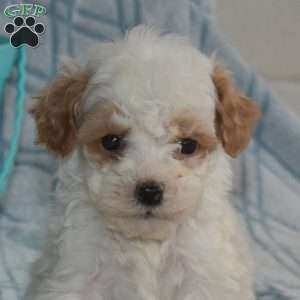 Milo, Cavapoo Puppy