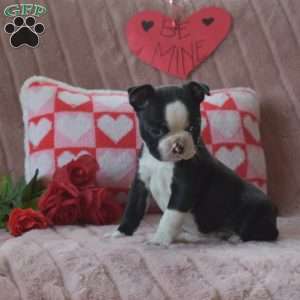 Milo, Boston Terrier Puppy