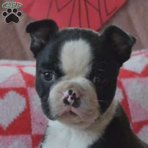 Milo, Boston Terrier Puppy