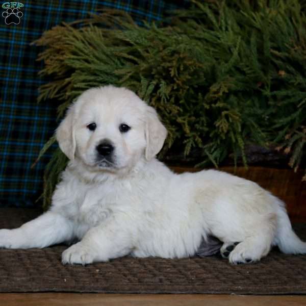 Milo, English Cream Golden Retriever Puppy