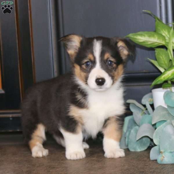 Milo, Pembroke Welsh Corgi Puppy