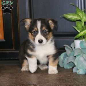 Milo, Pembroke Welsh Corgi Puppy