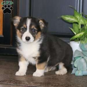 Milo, Pembroke Welsh Corgi Puppy