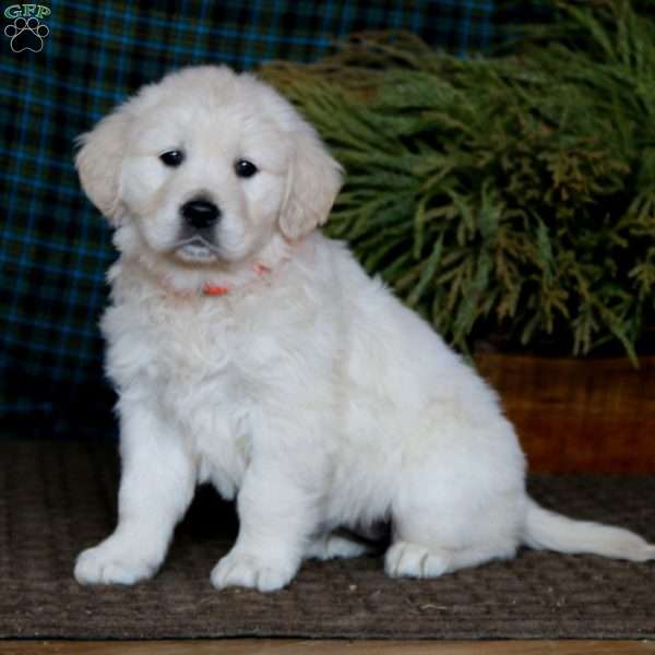 Mindy, English Cream Golden Retriever Puppy