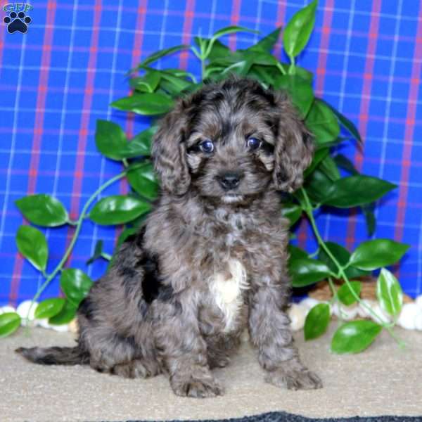 Mindy, Cockapoo Puppy