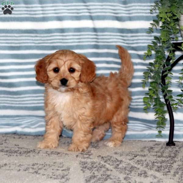 Mindy, Toy Poodle Mix Puppy