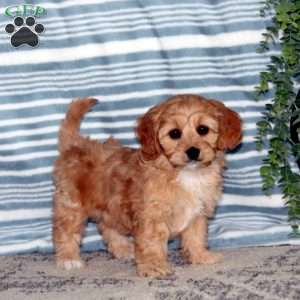 Mindy, Toy Poodle Mix Puppy