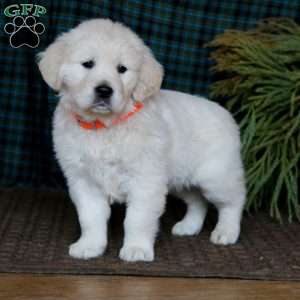 Mindy, English Cream Golden Retriever Puppy