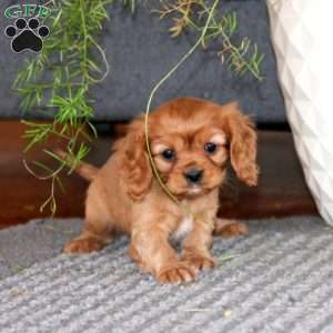 Mindy, Cavalier King Charles Spaniel Puppy