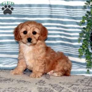 Mindy, Toy Poodle Mix Puppy