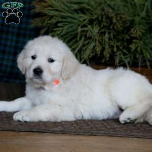 Mindy, English Cream Golden Retriever Puppy