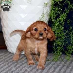 Mindy, Cavalier King Charles Spaniel Puppy