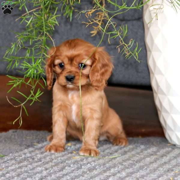 Mindy, Cavalier King Charles Spaniel Puppy