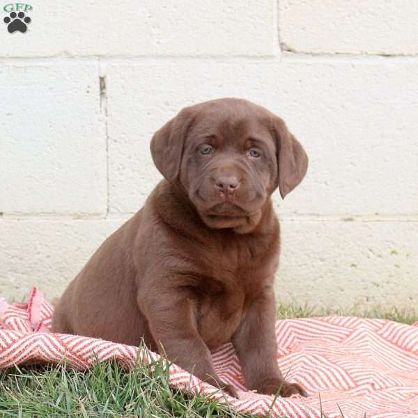 Minnie, Chocolate Labrador Retriever Puppy