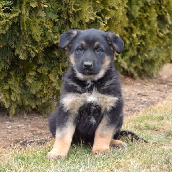 Minnie, German Shepherd Mix Puppy