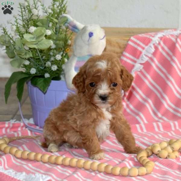 Minnie, Cavapoo Puppy