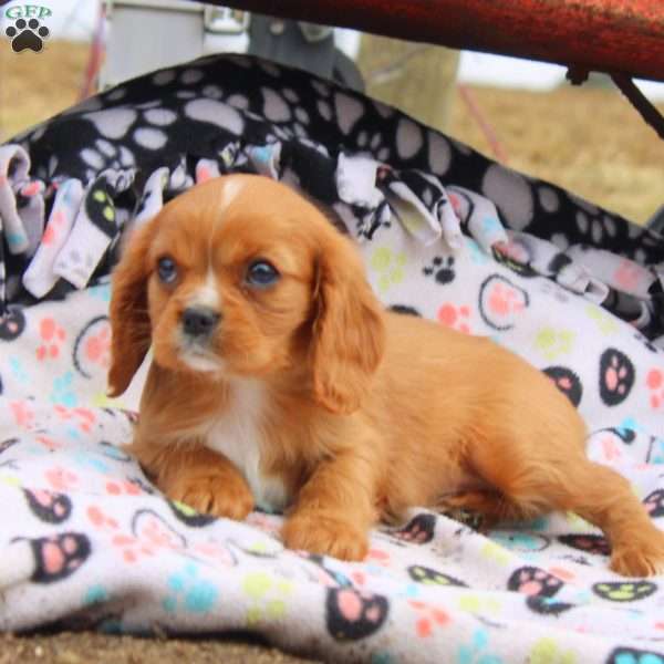 Minnie, Cavalier King Charles Spaniel Puppy