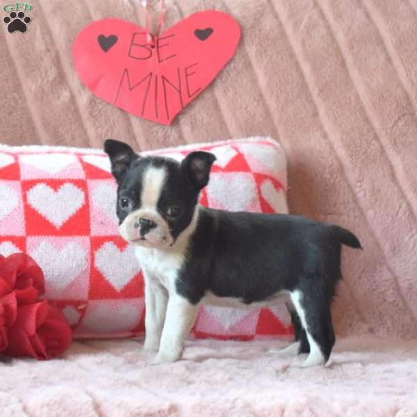 Minnie, Boston Terrier Puppy