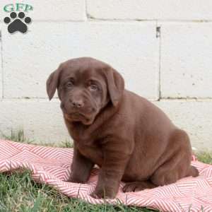 Minnie, Chocolate Labrador Retriever Puppy