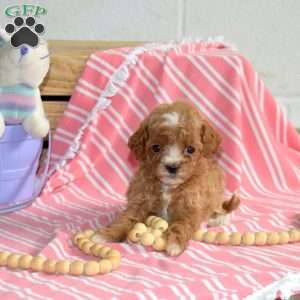 Minnie, Cavapoo Puppy