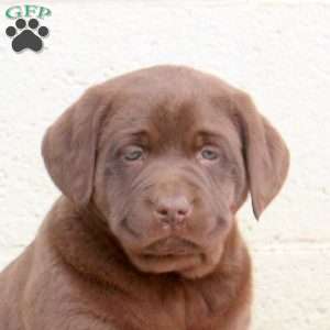 Minnie, Chocolate Labrador Retriever Puppy