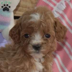 Minnie, Cavapoo Puppy