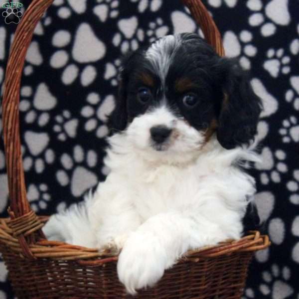 Missy, Cavapoo Puppy