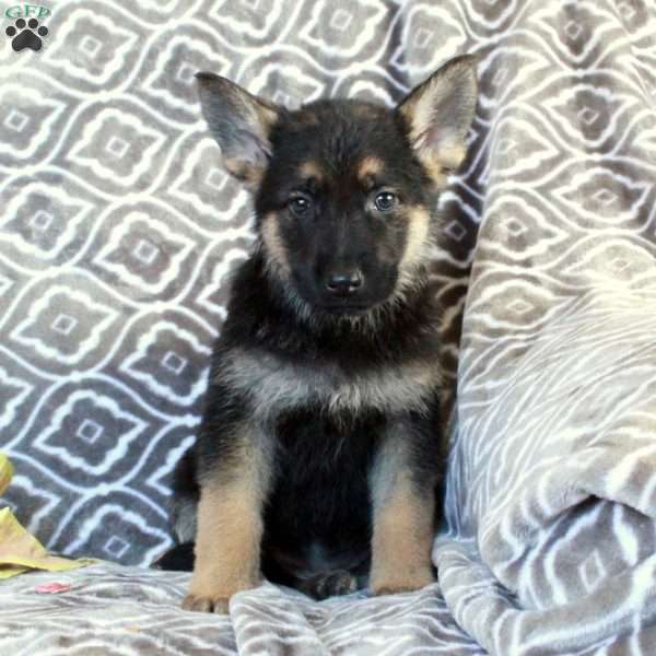 Missy, German Shepherd Puppy