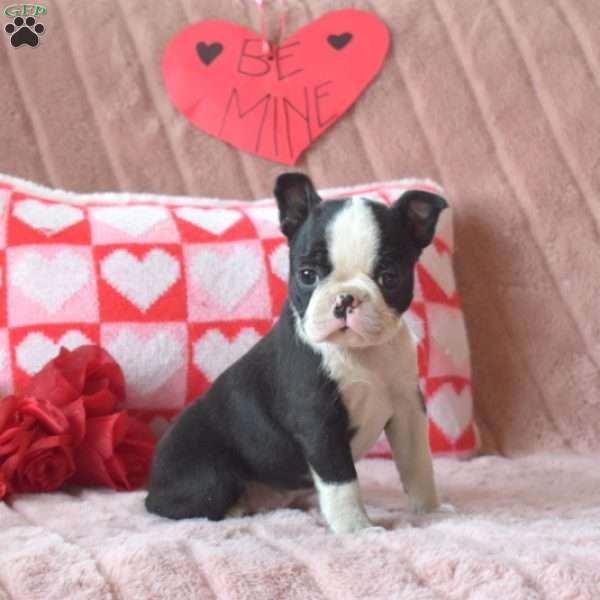 Missy, Boston Terrier Puppy