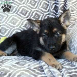 Missy, German Shepherd Puppy