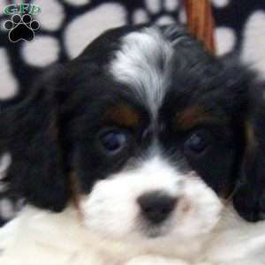 Missy, Cavapoo Puppy