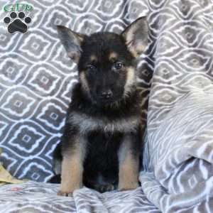 Missy, German Shepherd Puppy