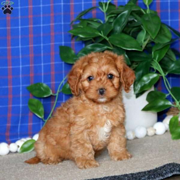 Missy, Cockapoo Puppy