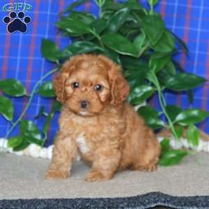 Missy, Cockapoo Puppy