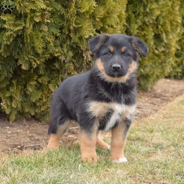 Misty, German Shepherd Mix Puppy