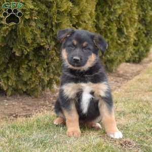 Misty, German Shepherd Mix Puppy