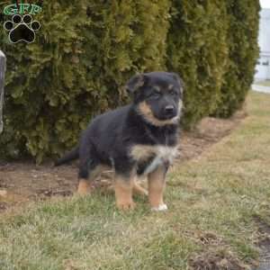 Misty, German Shepherd Mix Puppy