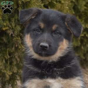 Misty, German Shepherd Mix Puppy