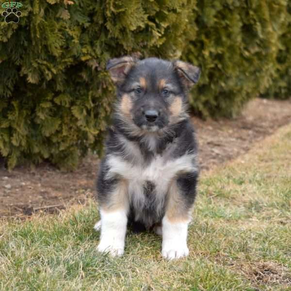 Mittens, German Shepherd Mix Puppy