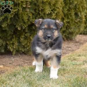 Mittens, German Shepherd Mix Puppy