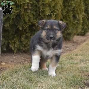 Mittens, German Shepherd Mix Puppy