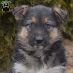 Mittens, German Shepherd Mix Puppy