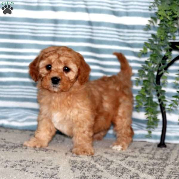 Mitzy, Toy Poodle Mix Puppy