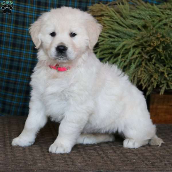 Mitzy, English Cream Golden Retriever Puppy