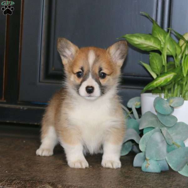 Mitzy, Pembroke Welsh Corgi Puppy