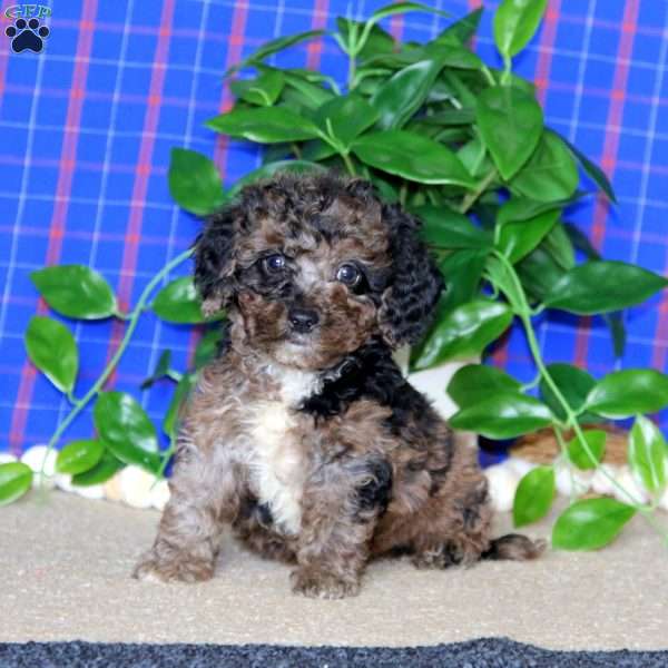 Mitzy, Cockapoo Puppy