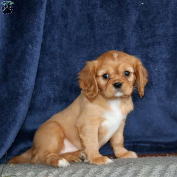 Mitzy, Cavalier King Charles Spaniel Puppy