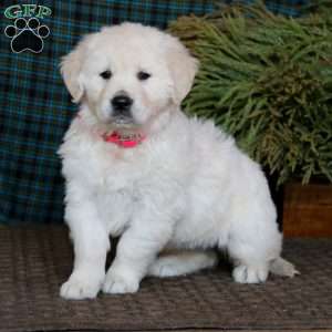 Mitzy, English Cream Golden Retriever Puppy