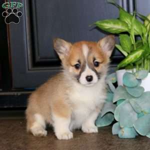 Mitzy, Pembroke Welsh Corgi Puppy