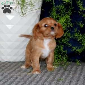 Mitzy, Cavalier King Charles Spaniel Puppy